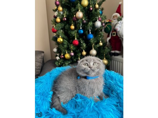 Scottish Fold Ayı Kafa Yavrular 