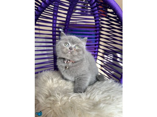 Safkan British Shorthair Yavrular 