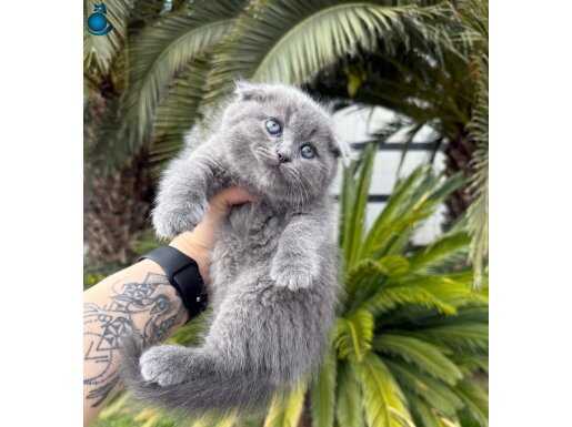 Top Kafa Ayıcık Surat Scottish Fold Blue 