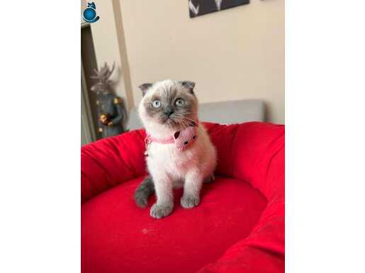 Scottish Fold Bluepoint 