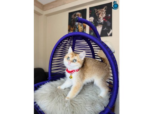 British Shorthair Golden Ny12 