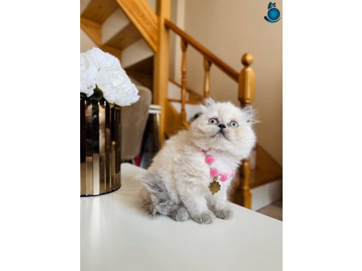 British Longhair Bluepoint Bebekler