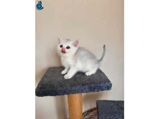 British Shorthair Silver Bebekler 
