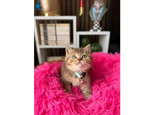 British Shorthair Black Golden Tabby