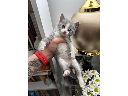 British Shorthair Bicolor