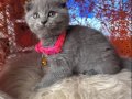 Scottish Fold Blue Yavrular 