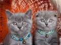 Scottish Fold Blue Yavrular 