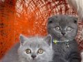 Scottish Fold Blue Yavrular 