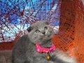 Scottish Fold Blue Yavrular 