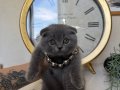 Scottish Fold Blue Yavru 