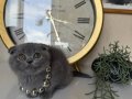 Scottish Fold Blue Yavru 
