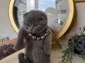 Scottish Fold Blue Yavru 