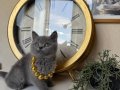 British Shorthair Safkan Yavru 
