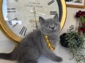 British Shorthair Safkan Yavru 