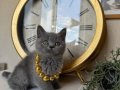 British Shorthair Safkan Yavru 