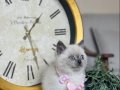 Safkan British Shorthair Bluepoint Yavrular 