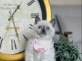 Safkan British Shorthair Bluepoint Yavrular 
