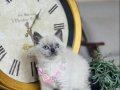 Safkan British Shorthair Bluepoint Yavrular 