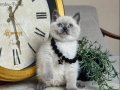 Safkan British Shorthair Bluepoint Yavrular 