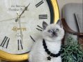 Safkan British Shorthair Bluepoint Yavrular 