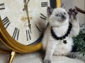 Safkan British Shorthair Bluepoint Yavrular 