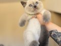 British Shorthair Bluepoint Bebekler 