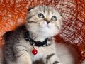 Scottish Fold Black Golden Tabby