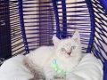 British Shorthair Bluepoint Lynx Point Yavrular 