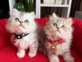 British Longhair Blue Golden ve Silver Yavrular 