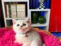 British Shorthair Silver Dişi Erkek Yavrular 