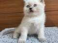 Safkan British Shorthair Bluepoint Yavrular 