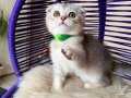 Scottish Fold Silver Yavru 