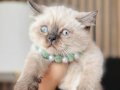 British Shorthair Safkan Yavrular Dişi ve erkek