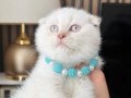 Scottish Fold bluepoint 