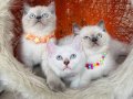 Safkan British Shorthair Bluepoint Yavrular 