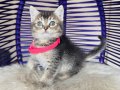 British Shorthair Golden Tabby Yavrular 