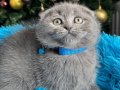 Scottish Fold Ayı Kafa Yavrular 