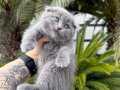 Top Kafa Ayıcık Surat Scottish Fold Blue 