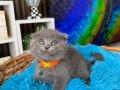 Top kafa Scottish Fold Blue Yavru 