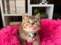 British Shorthair Black Golden Tabby