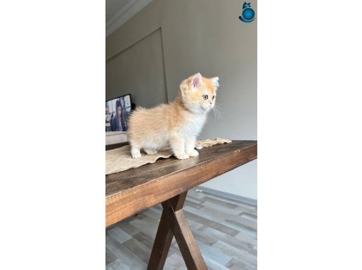 KOCA KAFALI ORJİNAL BRİTİSH GOLDEN SHORTHAİR NY12 BEBEKLER