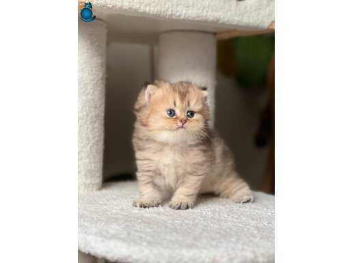 ORJINAL TOP KAFA,KOCA GOZLÜ BRİTİSH GOLDEN LONGHAİR BEBEK