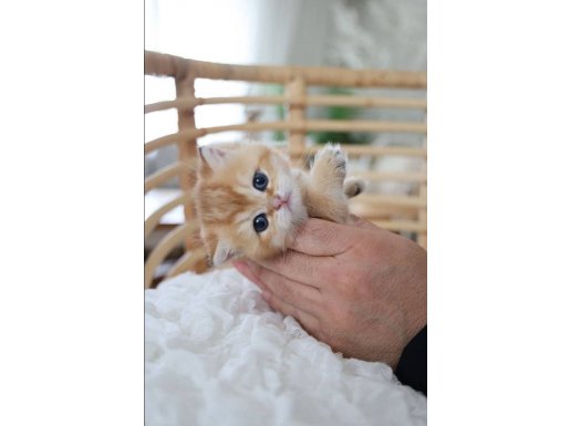 ORJİNAL SCR’Lİ ANNE BABA’DAN BRİTİSH GOLDEN SHORTHAİR NY11 