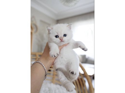 ETKİLİYİCİ GÜZELLİĞİYLE KOCA KAFALI BRİTİSH GOLDEN POİNT 