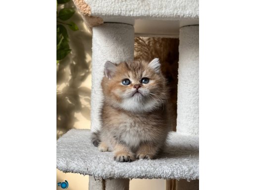 ETKİLEYECİ GÜZELLİKTEKİ BRİTİSH GOLDEN SHORTHAİR PRENSESİMİZ