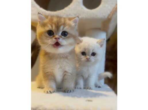 TOP KAFA KOCA GÖZLÜ VE KÜÇÜK KULAK ORJİNAL GOLDEN BEBEKLER 