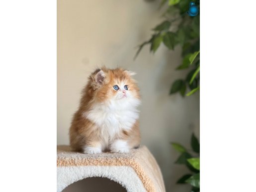 MUAZZAM GÜZELLİKTE ORJİNAL BRİTİSH GOLDEN BİCOLOUR NY 12 03