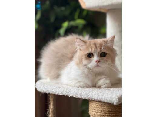 KİMSEDE YOK!!! SON CIKAN RENK EŞİ BENZERİ OLMAYAN PY 12 03