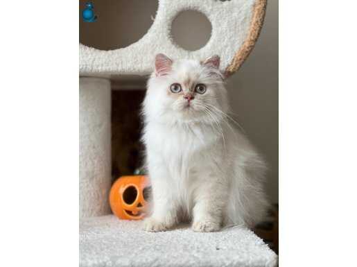 ETKİLİYECİ GÜZELLİKTE KOCA GÖZLÜ BRİTİSH GOLDEN LİLAC POİNT 