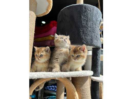 BRİTİSH GOLDEN SHORTHAİR NY25 BEBEKLERİMİZ